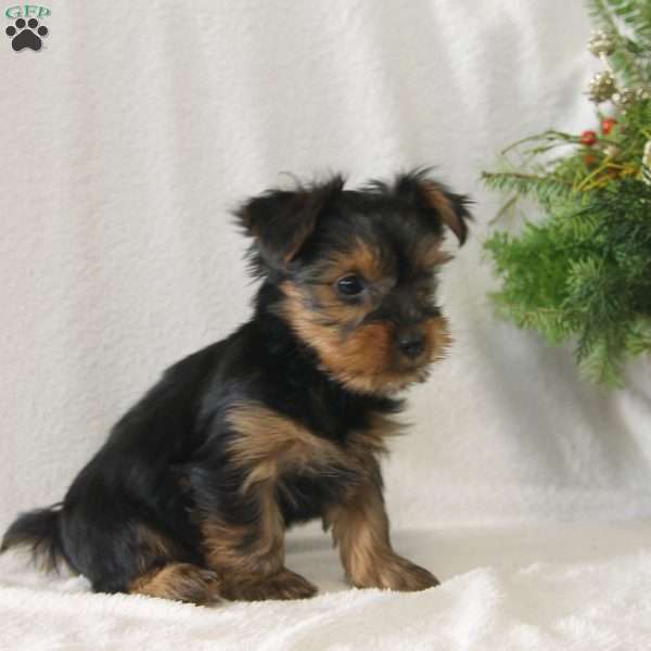 Tinsel, Yorkie Puppy